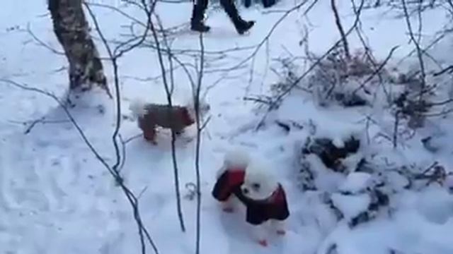 Bichon Frise Brisk walk at 18C смотреть онлайн