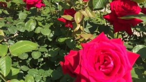 Роза Бургунд 81 (Burgund 81). Июнь.