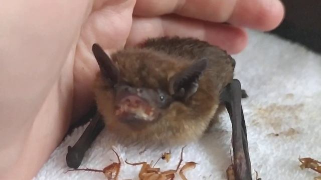 Поздний кожан Михей. Рукокрылые. Летучие мыши. смотреть онлайн