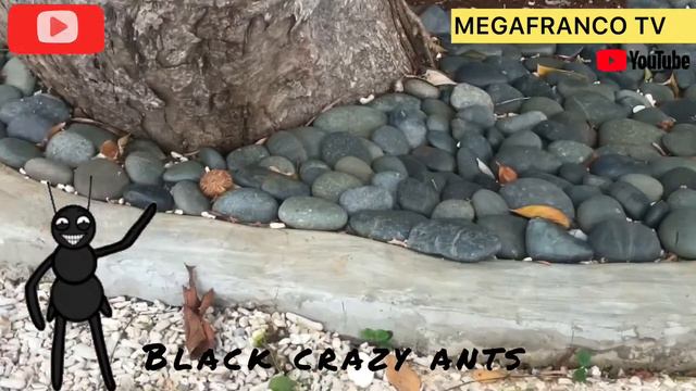 Why Are They Called Crazy Ants? | FrancoTrivia#04 смотреть онлайн