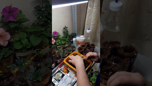 Легко и просто:Tagetes Erecta Vanilla,Taishan Orange,Taishan Yellow,Bonanza Dap Orange.пикировка