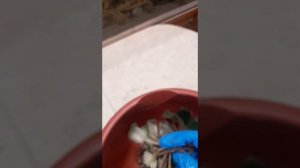 Болезни фиалок. Грибковая гниль напала на растение.