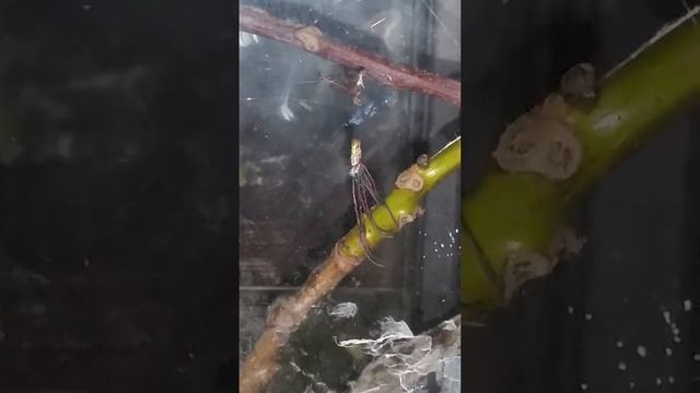 Nephila inaurata beim Häuten смотреть онлайн