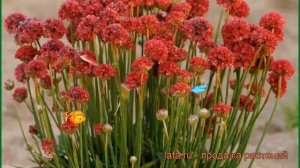 Армерия приморская Рубра (armeria maritima) ? армерия Рубра обзор: как сажать рассада армерии Рубра