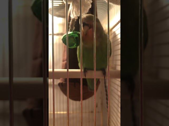 Неразлучник разговаривает смотреть онлайн