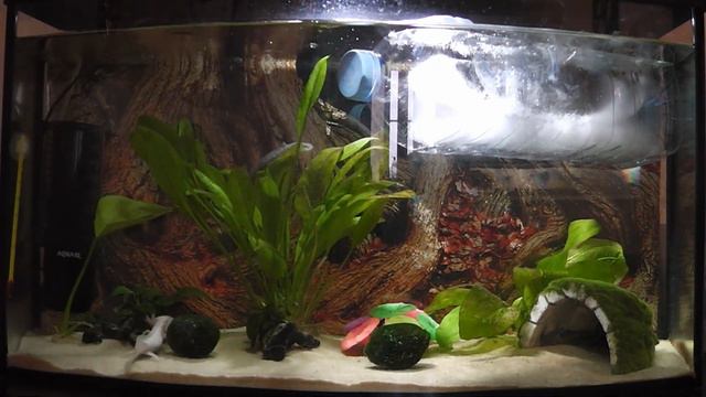 Аксолотль зевает. Axolotl Yawns.