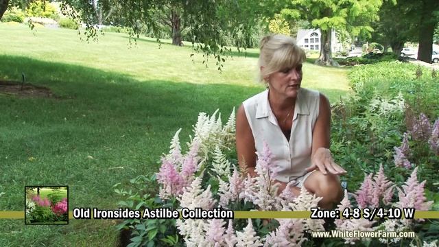 Cornerstone Astilbe Collection From White Flower Farm