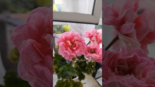 Сорт... Rushmoor Avon... Первое цветение... смотреть онлайн