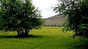 Когда заготавливать берёзовые веники. Как правильно вязать берёзовый веник. Веники заготовка