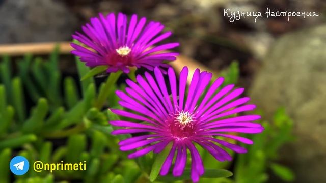 31 октября народный праздник Луков День. Хэллоуин. Что нельзя делать. Народные традиции и приметы. смотреть онлайн