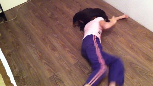 Цукатик миниатюрная такса смотреть онлайн