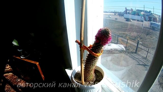 Кактус маммиллярия.Цветущий кактус.Как ухаживать за кактусом в домашних условиях.Уход за кактусами смотреть онлайн