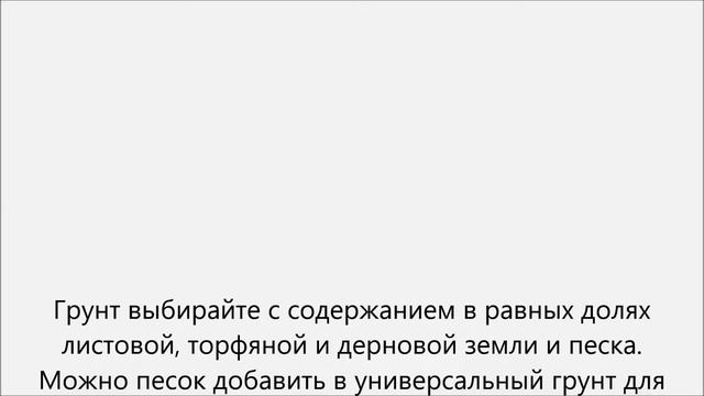 Как пересадить денежное дерево смотреть онлайн