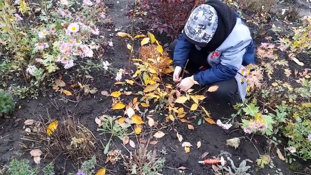Влог. Готовим сад к зиме. Обрезаем клематисы.Новый светильник. смотреть онлайн