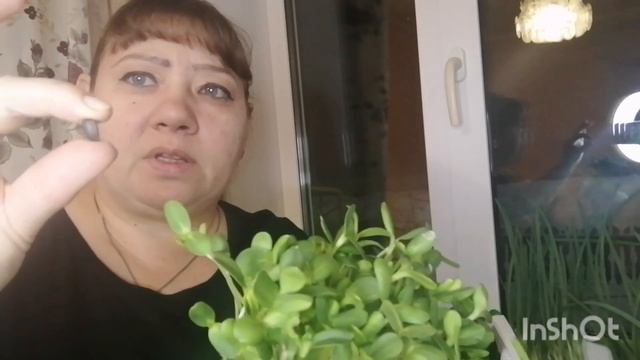 Проблемы с микрозеленью !Где купить джут ? смотреть онлайн