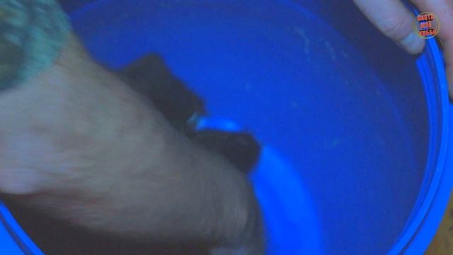 ВЫДЕЛКА ШКУР БОБРА своими руками. смотреть онлайн