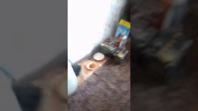 ЧЕМ Я КОРМЛЮ СОБАК и каким КОРМОМ смотреть онлайн