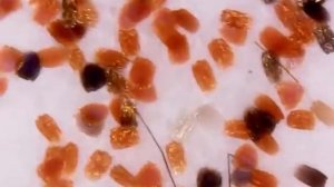 Чешуйки с крыльев бабочки Крапивницы | Под микроскопом | Увеличение 80х