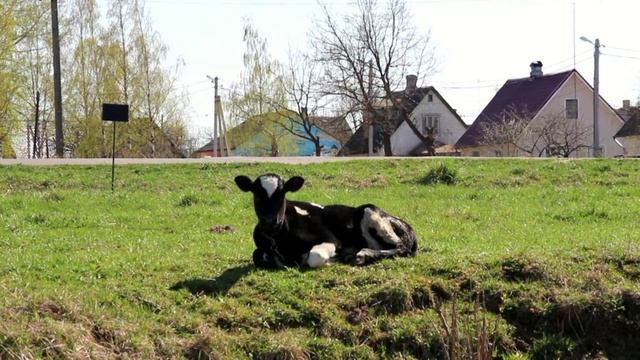Древесная зола - ценное натуральное удобрение смотреть онлайн