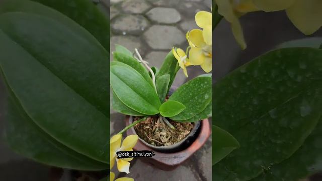 WANGI LOH! 2 pohon juga🥰 Phalaenopsis Younghome Golden Pixie. смотреть онлайн