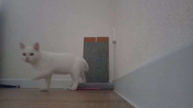 играю с кокосом