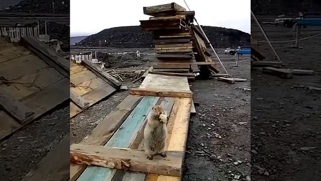 Еврашка (суслик)