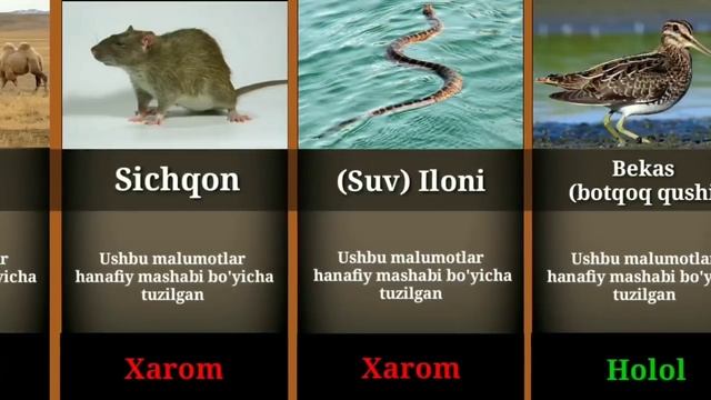 В исламе мясо - это халяль и харам /Islomda goʻshti halol va xarom hayvonlar смотреть онлайн