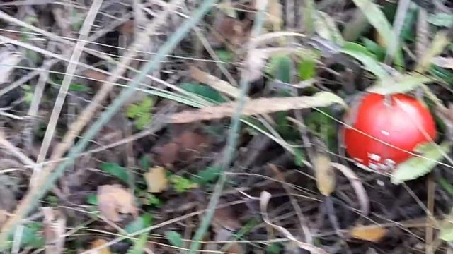 ПОЕХАЛИ ЗА ГРИБАМИ, А ПРИВЕЗЛИ ПАПОРОТНИКОВ. смотреть онлайн