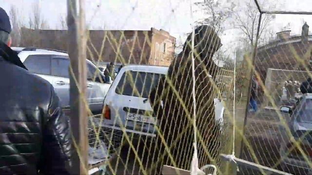 Продаю своих голубей на ярмарке в Шахтах. Цены на голубей на птичьем рынке. Bird Market. Pigeon Fai смотреть онлайн