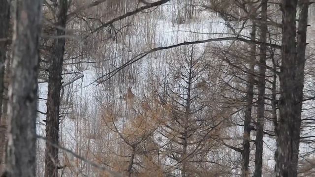 КОСУЛЯ с ПОДХОДА смотреть онлайн