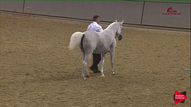 N153 RB GHALIAH - 2019 Al Shaqab Arabian Horse Show Festival - 7-10 years old mares (class 6) смотреть онлайн
