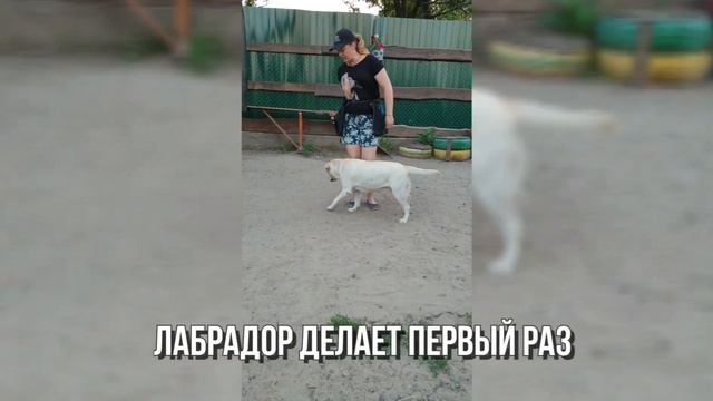 Элемент фристайла , трюк для собак "обойди" с ноля и с усложением смотреть онлайн