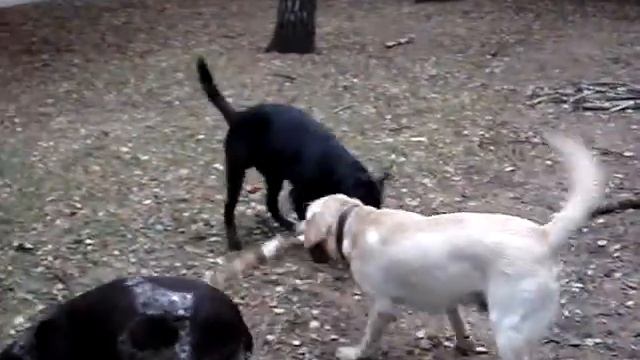 Лабрадор на прогулке с друзьями смотреть онлайн