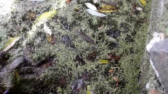 КАК ПРИГОТОВИТЬ СУП ИЗ ТЕЛЕФОНА?