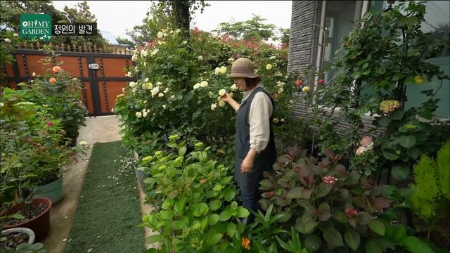 [ SUB ] 행복이 피어나는 장미 정원 속으로~ Into the Happy Rose Garden | 정원의 발견 Wonders of Garden | KBS제주20230609방송 смотреть онлайн