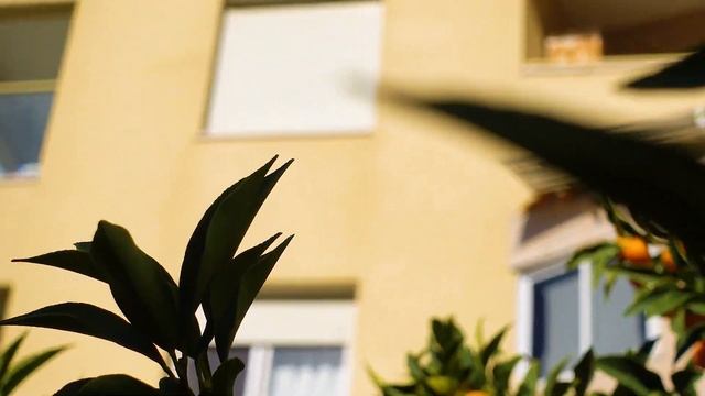 СОБИРАЕМ АПЕЛЬСИНЫ В ИЗРАИЛЕ смотреть онлайн