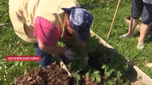 Грядки лучше не перекапывать – и вот почему! / Технология «ленивого» огорода