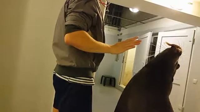 СИВУЧ ДЕРЖИТ РЫБУ. Тренировка животных: выдержка! Старается удержать. смотреть онлайн