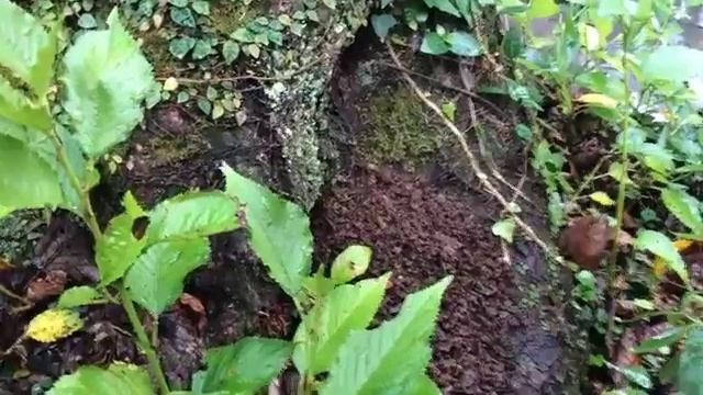 Vespinae20150902 смотреть онлайн