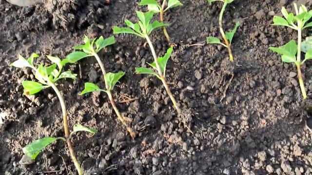 ПЕРЕСАЖИВАЮ УКОРЕНЁННЫЕ ЧЕРЕНКИ И ЧЕРЕНКУЮ САМАРСКУЮ ЛИДИЮ смотреть онлайн