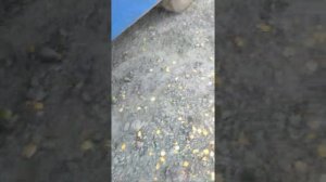 регулировка тормозов на автомобиле паз трещеткой