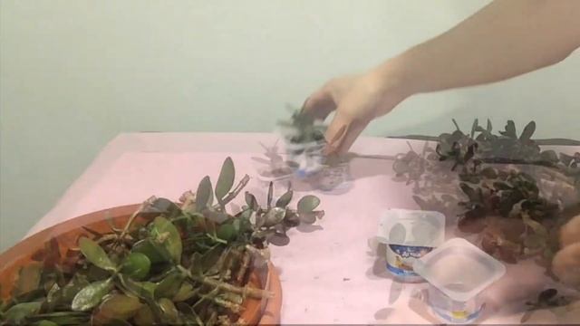 Денежное дерево. Размножение черенками смотреть онлайн