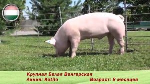 племенные свиньи породы 'Крупная белая