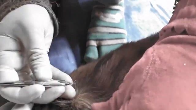 Save Dog From Many Ticks, Removing Ticks From Pet In Countryside EP 80, Ticks смотреть онлайн
