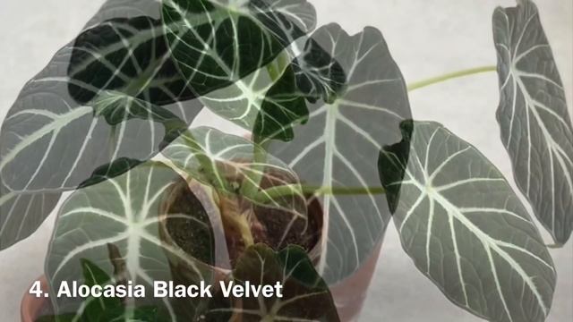 Top 6 species of Alocasia: the most beautiful indoor plants and easy to grow смотреть онлайн