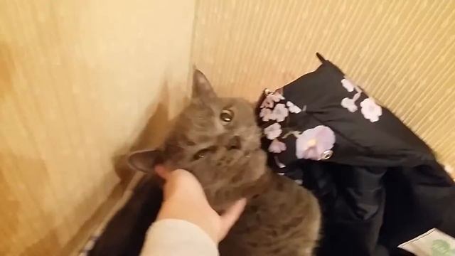 Жора лёг на мою куртку , показал нам всем язык ,хотел меня укусить и очень мило вурчал!!!