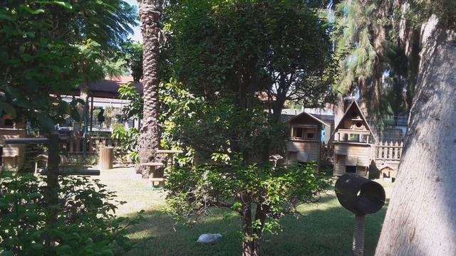 В Аланье в Турции милые кошки. Кот байкер. Кошачьи терема и домики смотреть онлайн