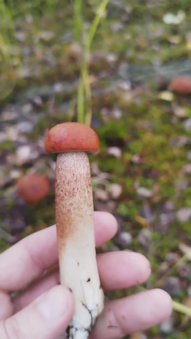 Семейка подосиновиков. смотреть онлайн