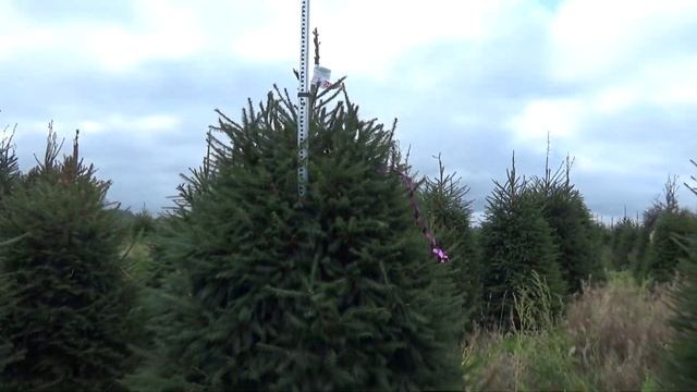 Новогодняя елка стриженая (срезанная) 05049 смотреть онлайн