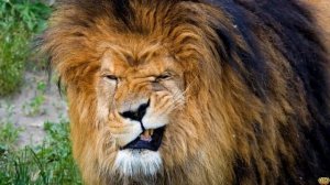 БИТВА! МЕДОЕД ПРОТИВ ЛЬВА - КТО ПОБЕДИТ?